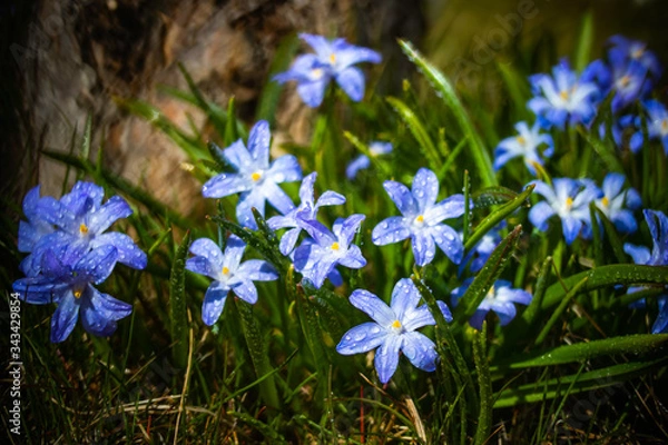 Fototapeta Closeup of blooming blue scilla luciliae flowers with raindrops in sunny day. First spring bulbous plants. Selective focus with bokeh effect.
