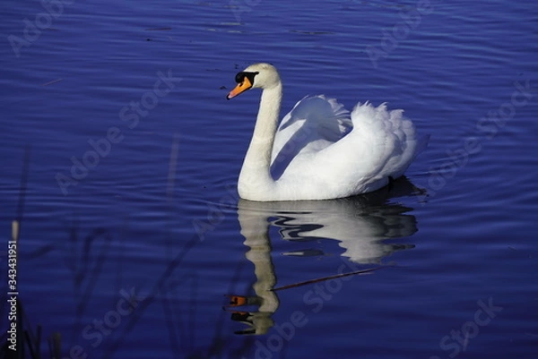 Fototapeta Mute Swan  swimming in the lake