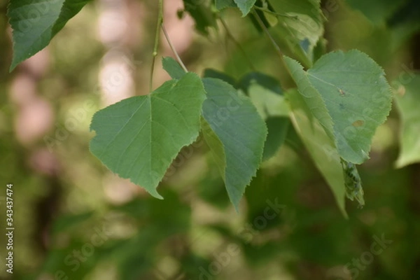 Obraz Birkenblätter