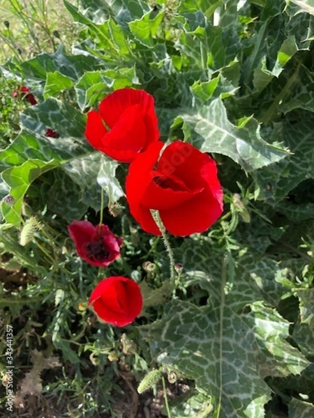 Fototapeta poppies