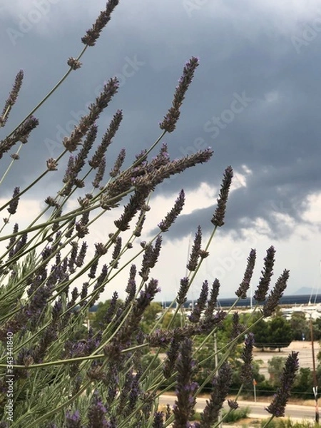 Obraz lavender in the garden