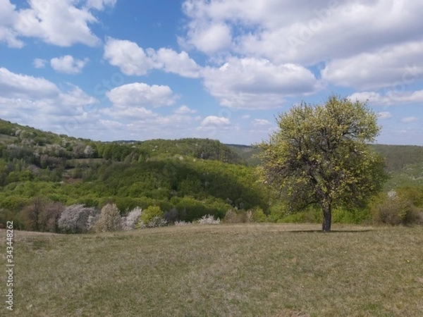 Obraz landscape with trees