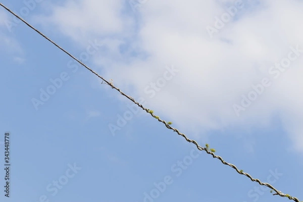 Obraz barbed wire against blue sky