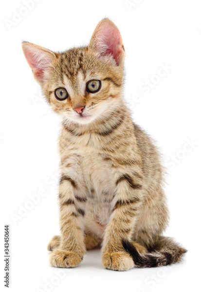 Fototapeta Kitten on white background.