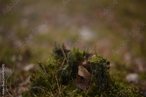 Fototapeta moss on the tree