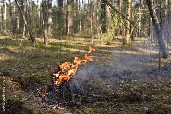 Fototapeta fire in the forest
