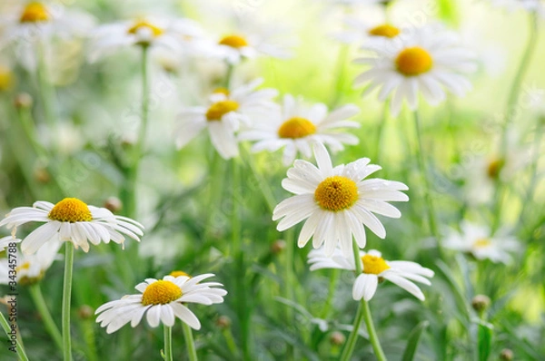 Obraz daisy