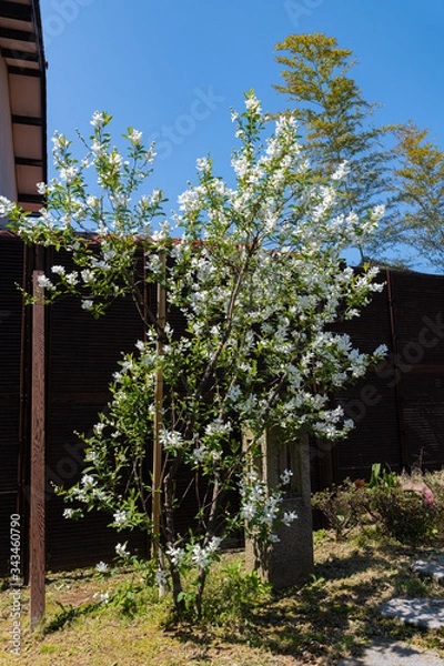 Fototapeta 庭で満開　利休梅