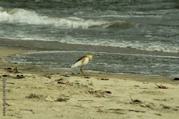 Obraz A bird looking something in the sea