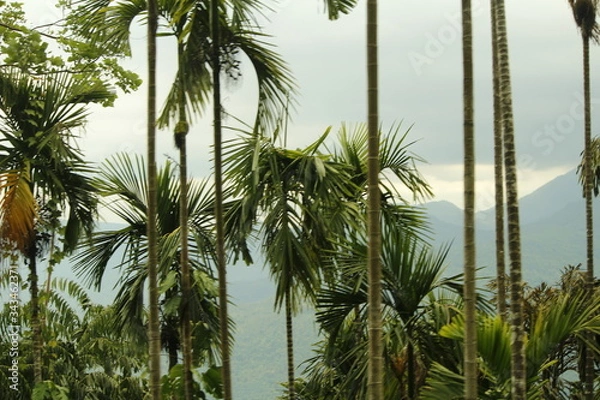 Obraz palm tree in the wind