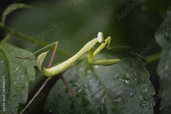 Fototapeta praying mantis on green leaf