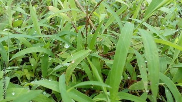 Obraz green grass with dew drops