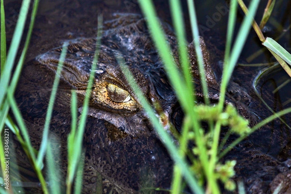 Obraz  Olho réptil jacaré