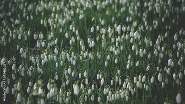 Fototapeta Snowdrops