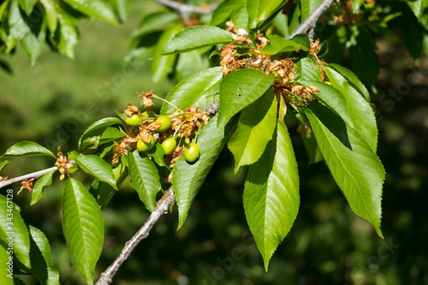 Obraz petites cerises pas encore mures 