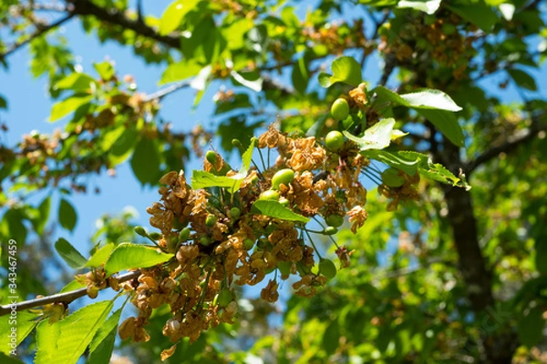 Obraz petites cerises pas encore mures 