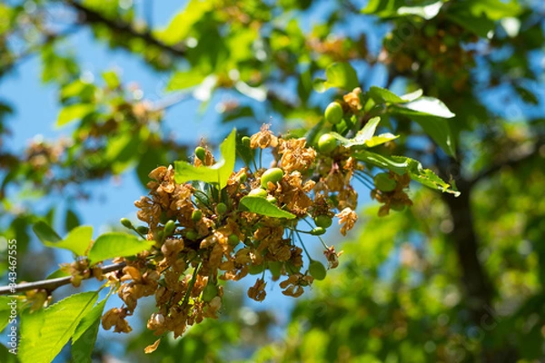 Obraz petites cerises pas encore mures 