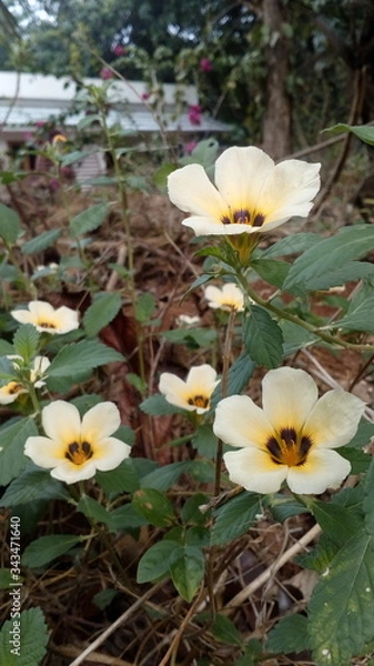 Obraz flowers in the garden
