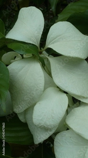 Obraz white water lilies