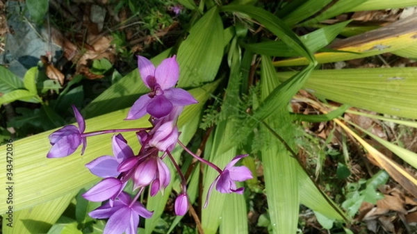 Obraz spring flowers in the garden