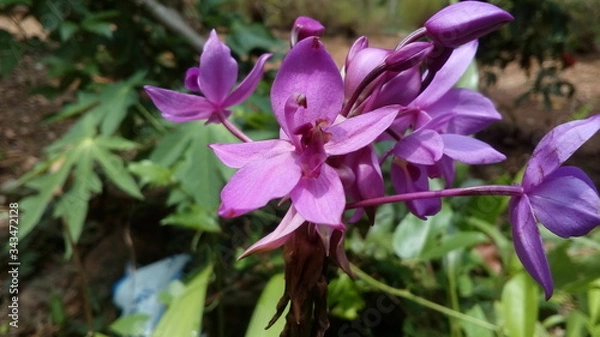 Obraz purple crocus flowers