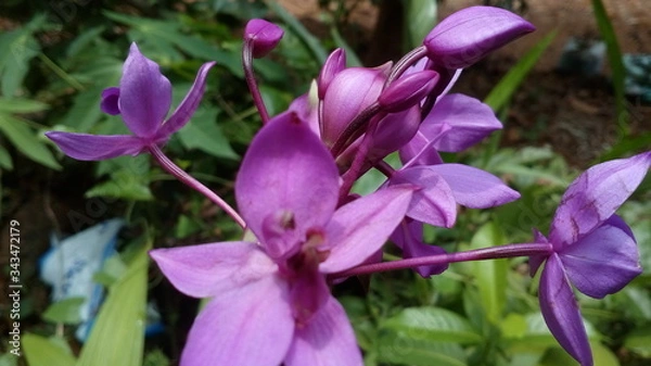 Obraz purple crocus flowers