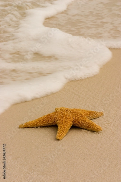 Obraz starfish in the surf
