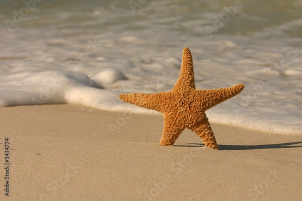 Obraz starfish in the surf
