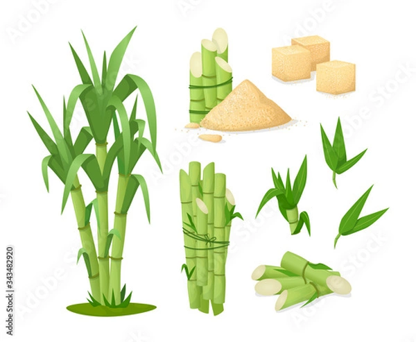Obraz Cane sugar with stem and leaf plants. Fresh squeezed sugarcane in glass with stalk isolated, cubes, sugarcane plant, bamboo. Natural organic production food vector cartoon illustration