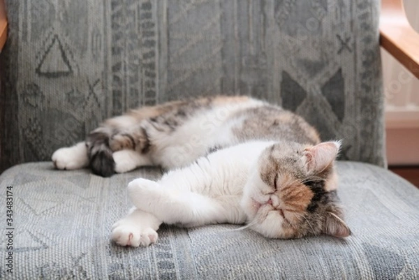 Fototapeta A small kitty is lying and sleeping in armchair. This is the Exotic cat breed. It is similar to a Persian cat, but has short hair.