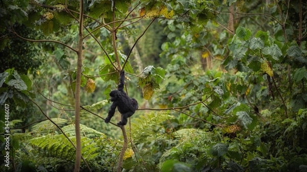 Fototapeta Wild mountain gorilla in the nature habitat. Very rare and endangered animal close up. African wildlife.Big and charismatic creature. Mountain gorillas. Gorilla beringei beringei.