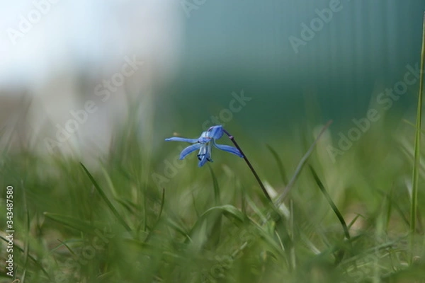 Fototapeta forget me not