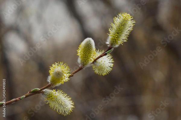 Obraz Verba, willow branches in spring