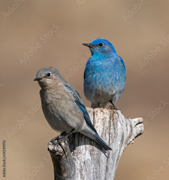 Obraz Mountain Bluebird Pair House Hunting - A pair of Mountain Bluebirds pause for a rest during their house hunting expedition. Dillon, Colorado.