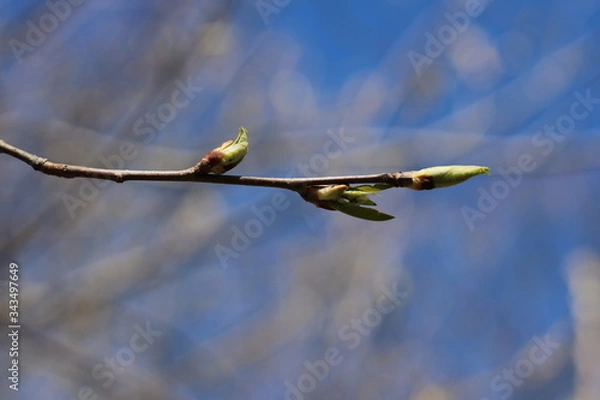 Fototapeta spring trees