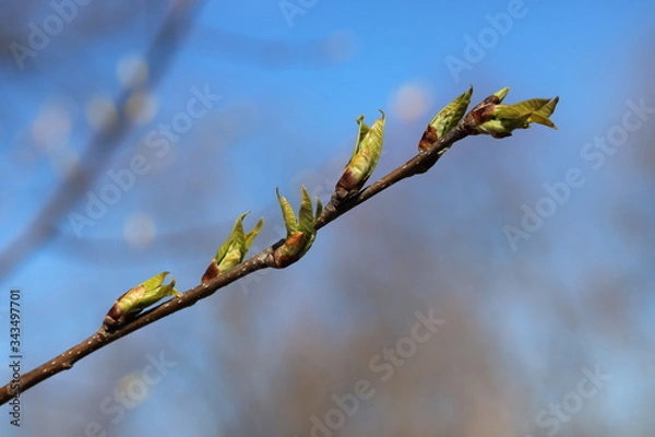 Fototapeta spring trees
