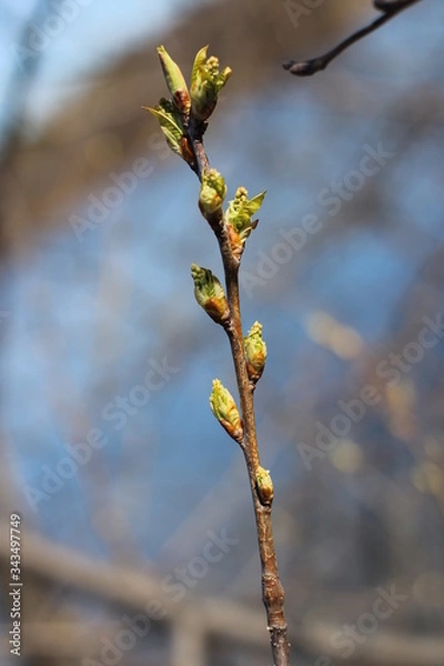 Fototapeta spring trees