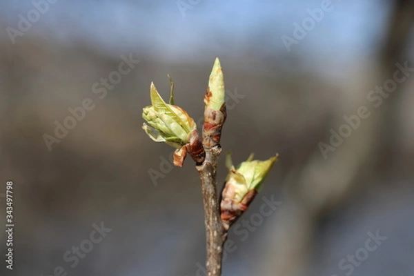 Fototapeta spring trees