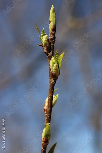 Fototapeta spring trees