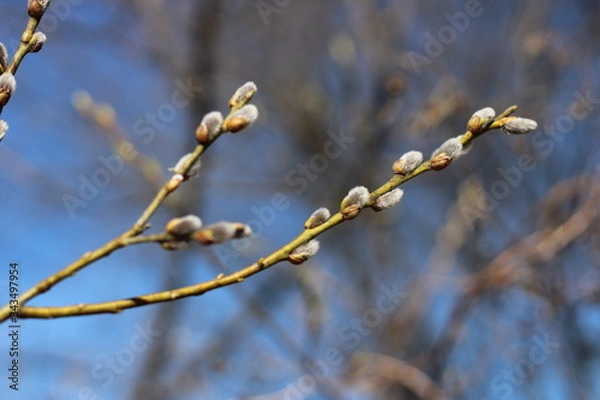 Fototapeta spring trees