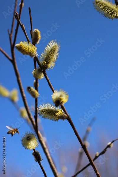 Fototapeta spring trees