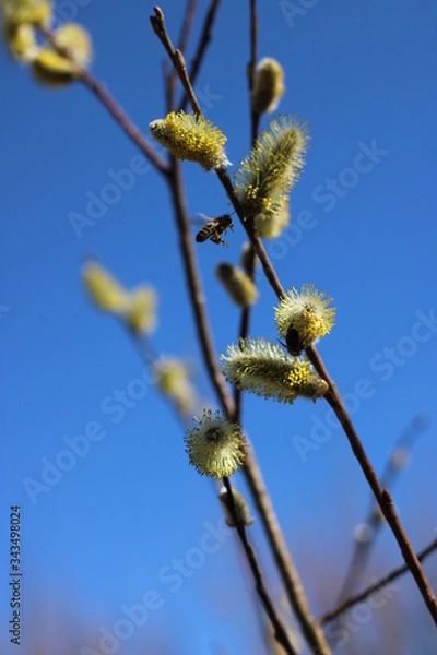 Fototapeta spring trees