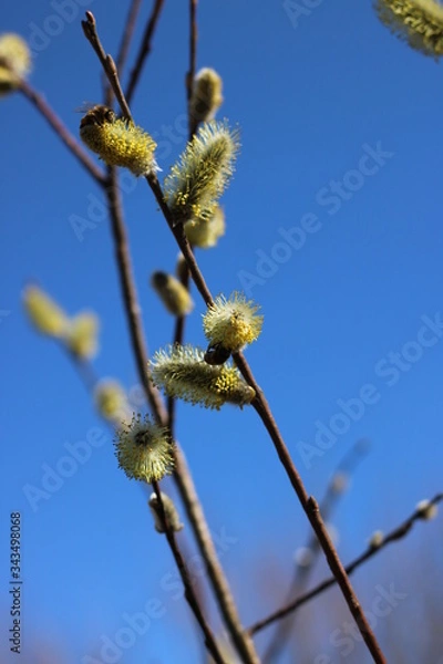 Fototapeta spring trees