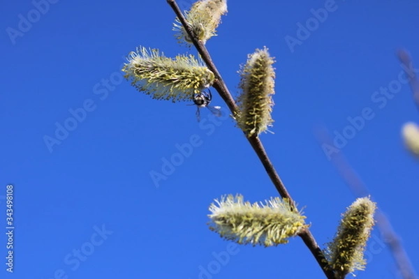 Fototapeta spring trees