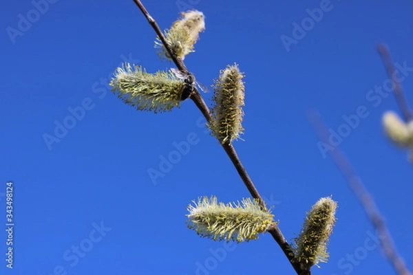 Fototapeta spring trees