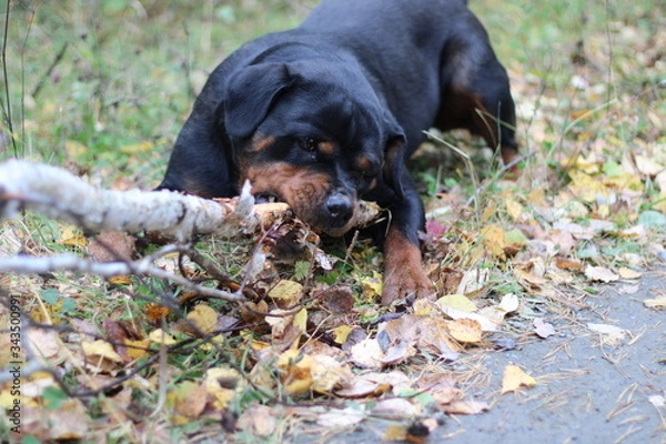 Fototapeta Rottweiler