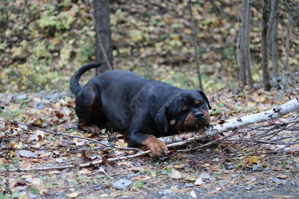 Fototapeta Rottweiler