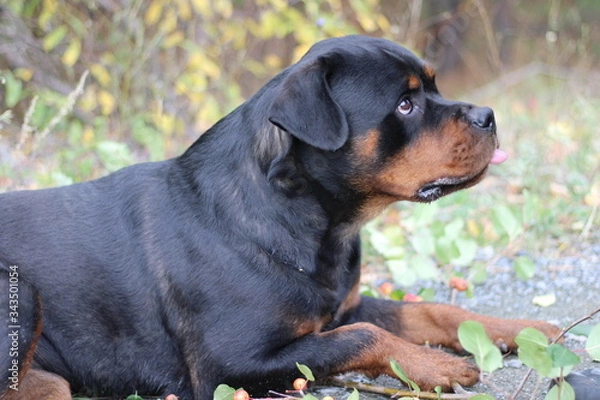 Fototapeta Rottweiler