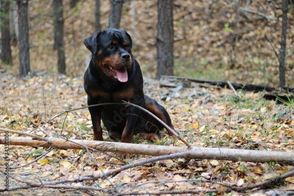 Fototapeta Rottweiler