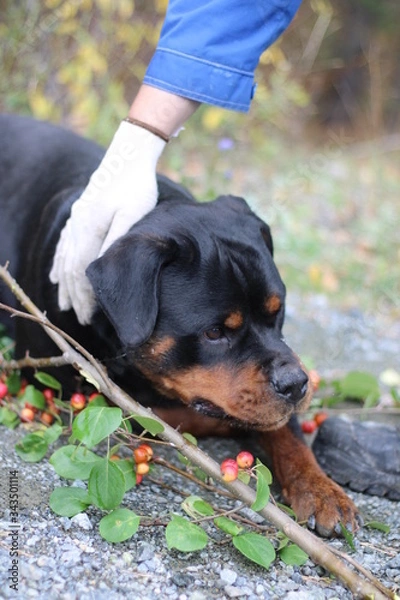 Fototapeta Rottweiler